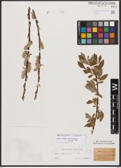 Salix burjatica Nasarow